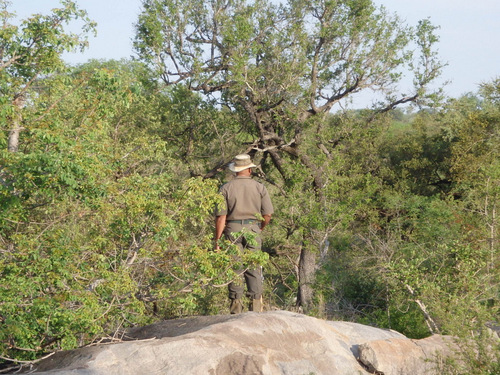 Rhinoceros herd just over the rock.